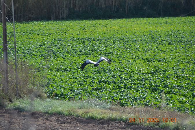 Grua  - Gerard Tejero Casasayas