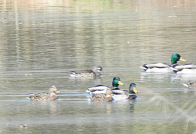 Ànec mandarí  - Andreu Duclau