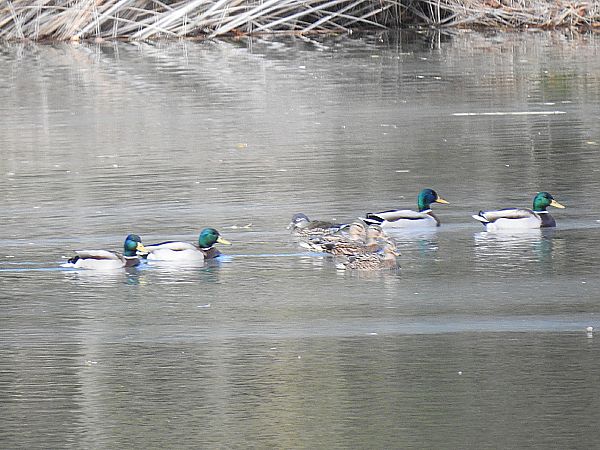Ànec mandarí  - Andreu Duclau
