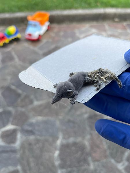 Crocidura minore  - Tiziano Fiorenza (FVG)