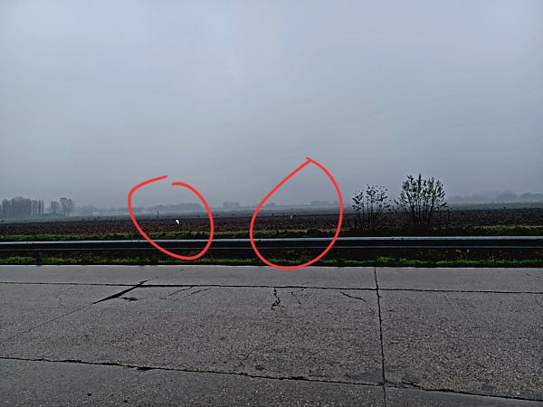 Airone bianco  - Ilaria Scarparo