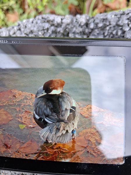 Zwergsäger  - Karsten Keller