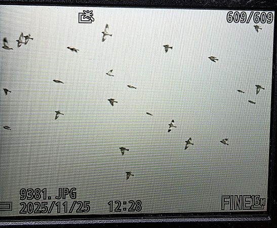 śnieguła  - Robert Locman