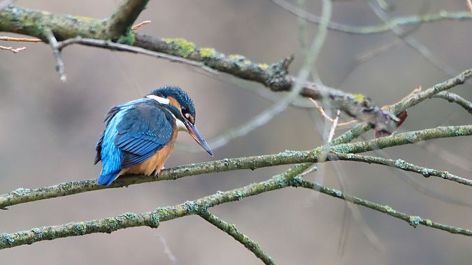 Eisvogel  - Eric Malz