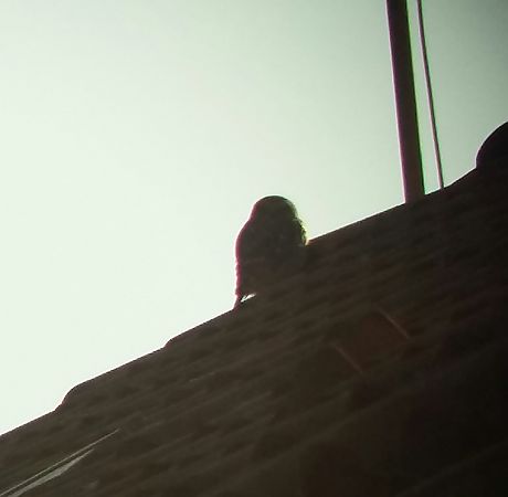 Chevêche d'Athéna  - Chiara Solari