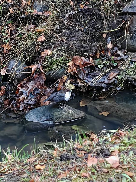 Wasseramsel (ssp. cinclus)  - Sebastian Draack