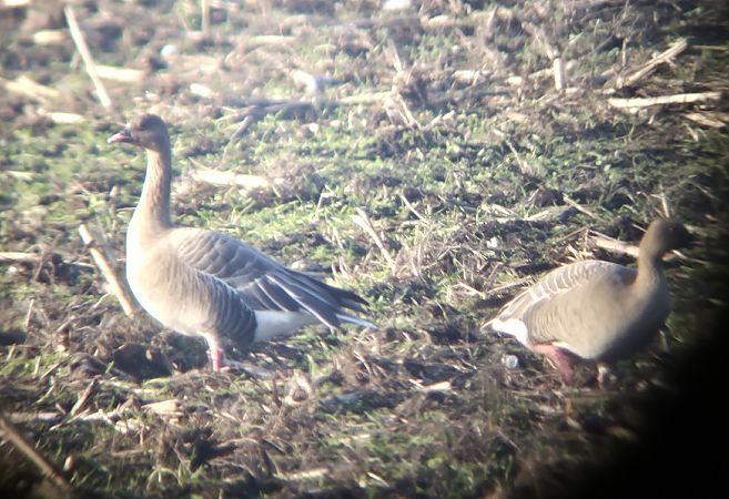 Kurzschnabelgans  - Andree Albers