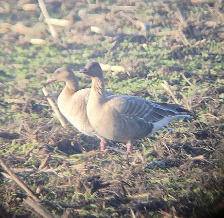 Kurzschnabelgans  - Andree Albers