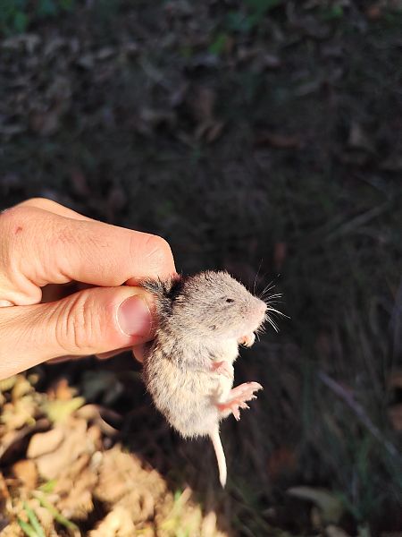 Talpó comú  - Roger Pallàs Piqué