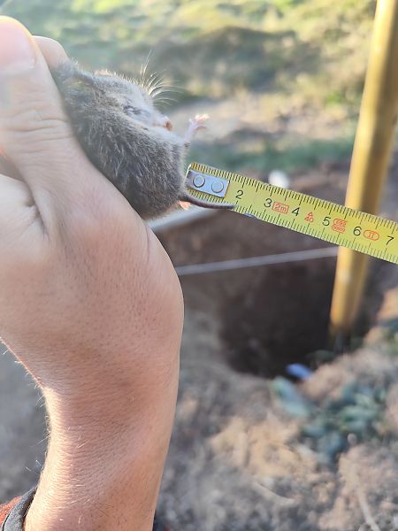 Talpó comú  - Roger Pallàs Piqué