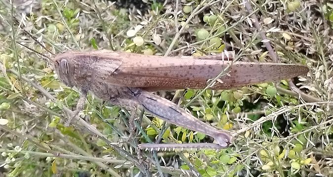 Anacridium aegyptium  - Christophe Méténier