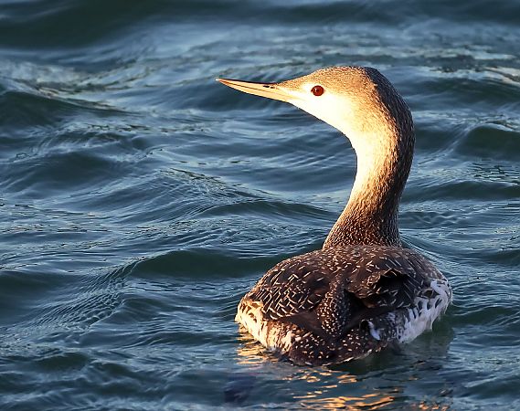 Strolaga minore  - Alberto Cosso