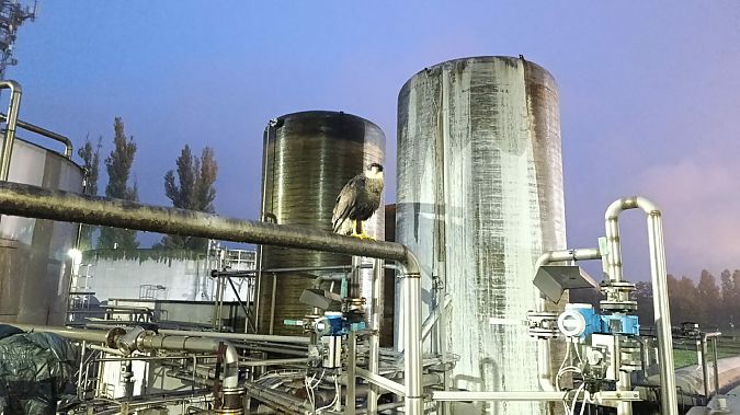 Caracara  - Bassano Riboni