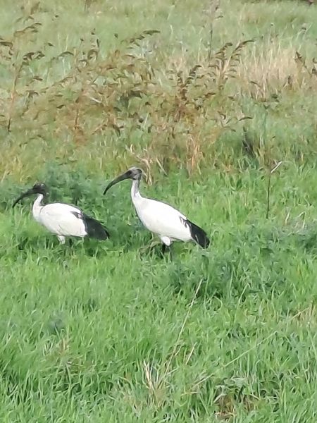 Ibis sacro  - Nicola Norante