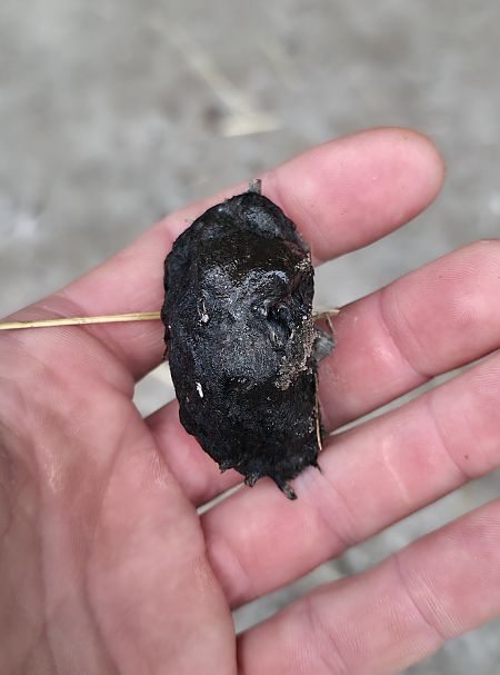 Schleiereule  - Bastian Fuchs