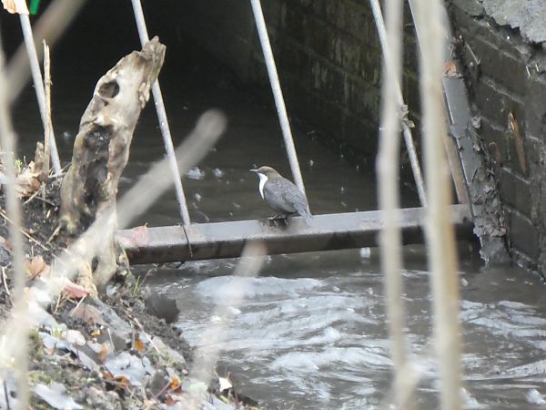 Wasseramsel (ssp. cinclus)  - Rainer Heitmann