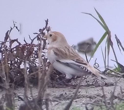 Schneeammer  - Daniel Doer