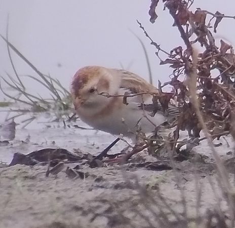 Schneeammer  - Daniel Doer