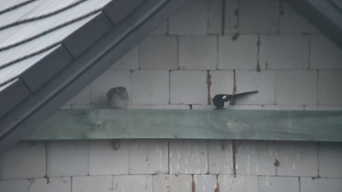 Little Owl  - Przemysław Stachyra