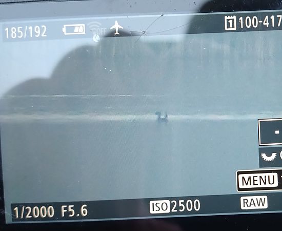 sterniczka  - Stanisław Turowski