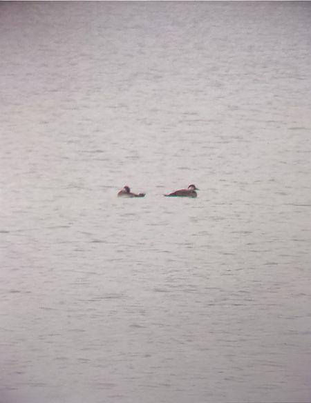 Trauerente  - Frank Bludau