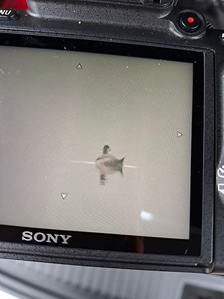 sterniczka  - Mateusz Cymbała