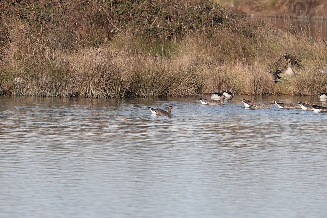 Oca lombardella minore  - Pietro Zamò