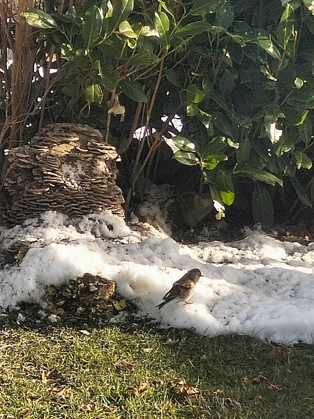 Peppola  - Roberto Sacchet