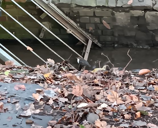 Wasseramsel (ssp. cinclus)  - Hauke Hansen