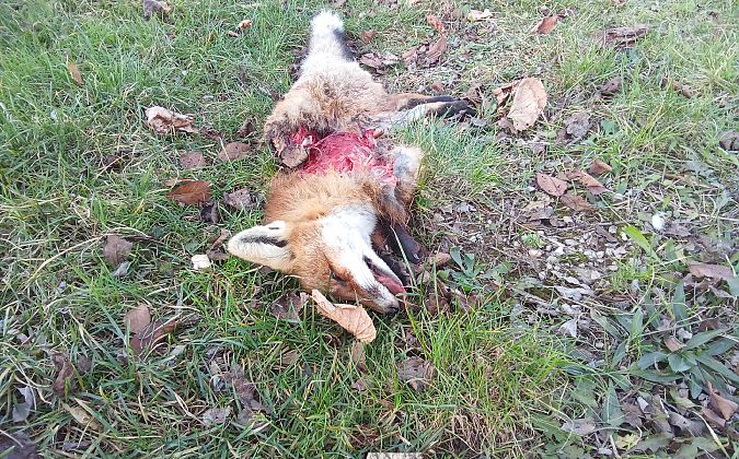 Volpe  - Corrado Segnaboni (FVG)