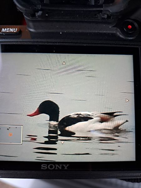 ohar  - Mateusz Cymbała