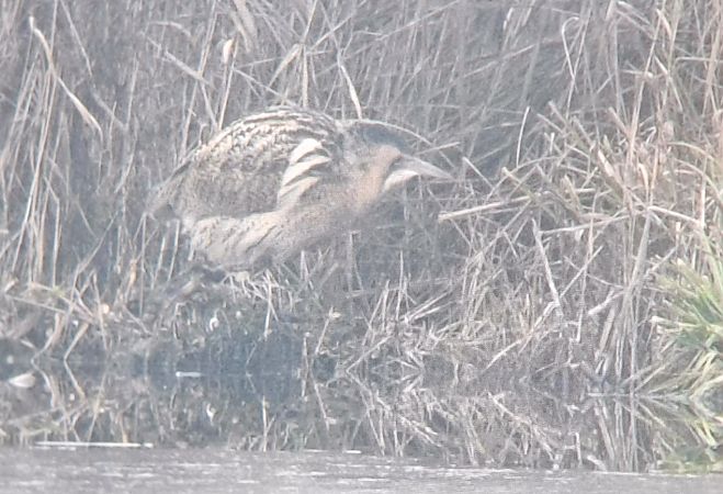 Rohrdommel  - Julius Stratmann