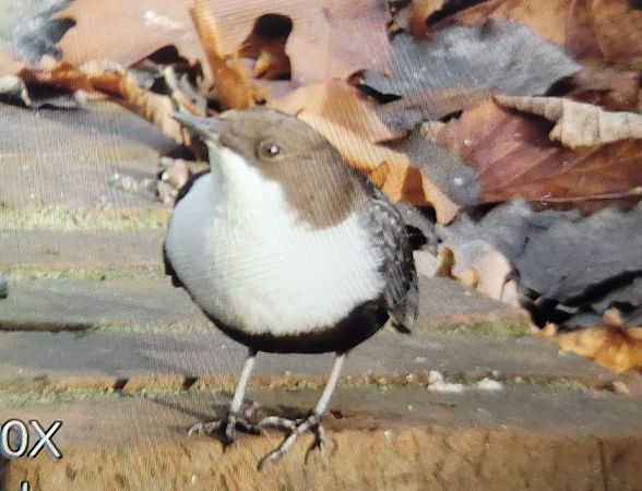 Wasseramsel (ssp. cinclus)  - Kristin Haase
