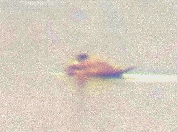 sterniczka  - Łukasz Budny