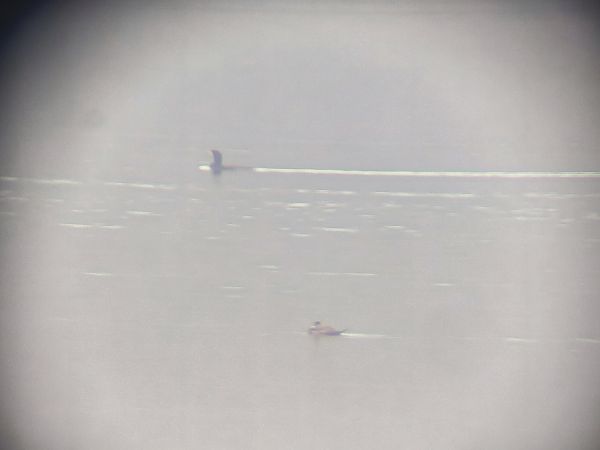 Erismature à tête blanche  - Łukasz Budny