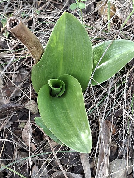 Himantoglossum robertianum 