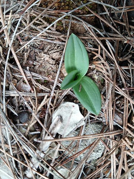 Ophrys sp.  - Alain Falvard