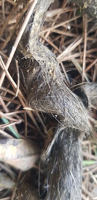 Lupo  - Giuseppe Di Lieto