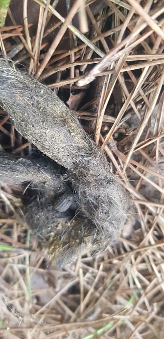 Lupo  - Giuseppe Di Lieto