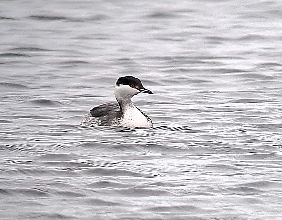 perkoz rogaty  - Piotr Paluch