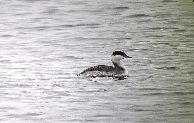 perkoz rogaty  - Piotr Paluch