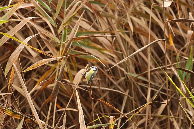 Cinciarella  - Adelfina Aldrovandi