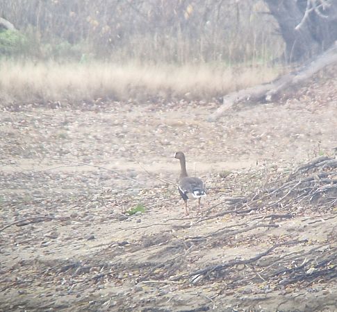 Greater White-fronted Goose  - Tomasz Zarzycki