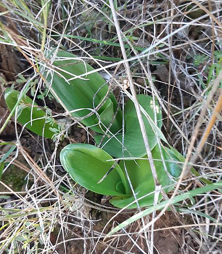 Himantoglossum robertianum 