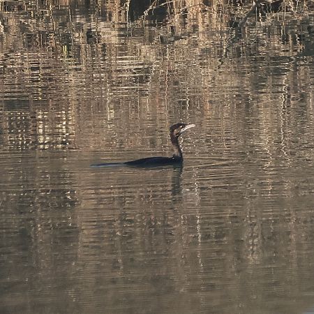 Cormoran pygmée  - Chris Zlatar