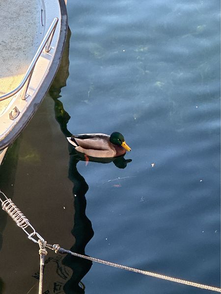 Germano reale  - Antonio Mazzone