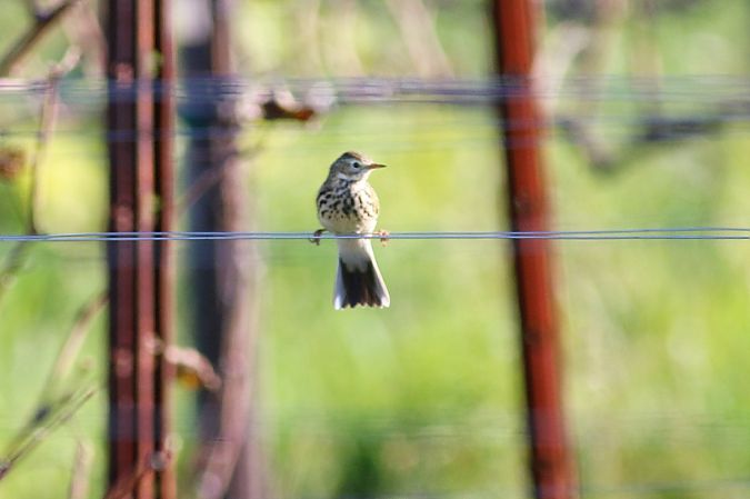 Pispola  - Stefano Sava