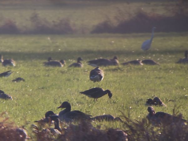 Zwerggans  - Jan Stieg