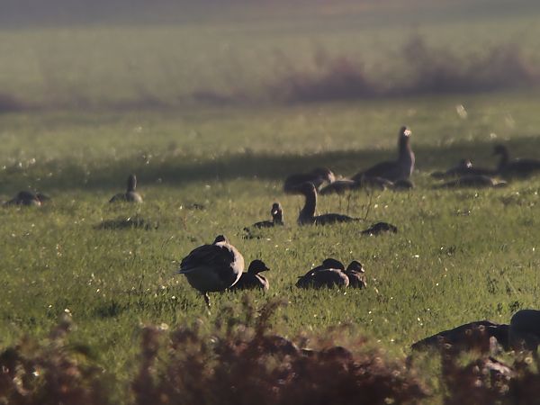 Zwerggans  - Jan Stieg