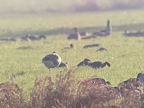 Zwerggans  - Jan Stieg